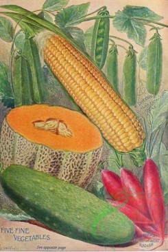 cucumber-00033 - 076-Corn, Pea, Muskmelon, Cucumber, Radish