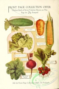 cucumber-00075 - 002-Cucumber, Corn, Carrot, Beet