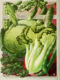 cucumber-00078 - 041-Cabbage, Pea, Cucumber, Spinach