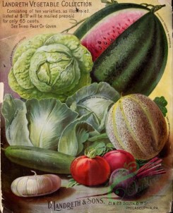 cucumber-00094 - 079-Watermelon, Cabbage, Musk melon, Tomato, Vegetables, Tomato, Beet, Onion, Cucumber