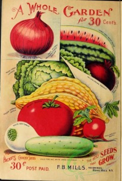 cucumber-00101 - 034-Onion, Tomato, Cabbage, Cucumber, Watermelon, Squash