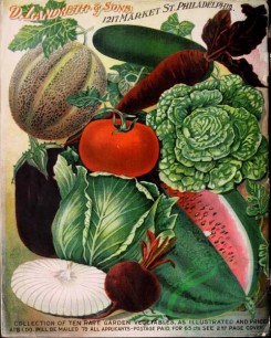 cucumber-00105 - 069-Watermelon, Musk melon, Cabbage, Onion, Beet, Cucumber, Egg plant