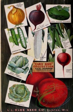 cucumber-00118 - 014-Cards of vegetables, Tomato, Cabbage, Lettuce, Radish, Corn, Bean, Pea, Onion, Beet, Cucumber