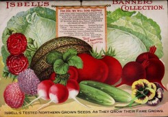 cucumber-00128 - 023-Flag, Vegetables, Harves, Radish, Carnation, Cucumber, Radish, Pansies, Chrysanthemum