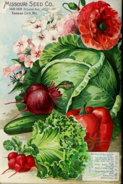 cucumber-00149 - 063-Vegetables, Phlox, Turnip, Cucumber, Lettuce, Onion, Tomato, Poppies