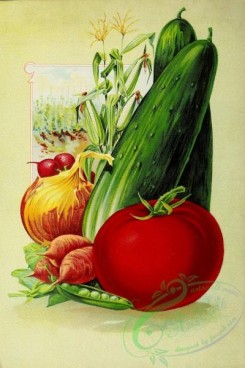 cucumber-00186 - 094-Vegetables, Cucumber, Tomato, Onion
