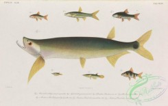 cyprinids-00043 - 043-macrochirichthys uranoscopus, Javanese Ricefish, Blue Panchax, Copperstripe Rasbora, puntius amblyrhynchus, puntius maculatus, Sumatra Barb