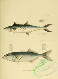 cyprinids-00128 - 009-Skipjack, temnodon saltator, Spanish Mackerel, cybium maculatum