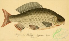 cyprinids-00296 - Common Carp, cyprinus carpio