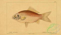 cyprinids-00331 - Goldfish, cyprinus thoracatus