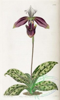 cypripedium-00080 - 1991-cypripedium purpuratum, Purple-stained Lady's Slipper