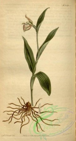 cypripedium-00149 - Cypripedium arietinum - Curtis' 38 pl. 1569 (1813)