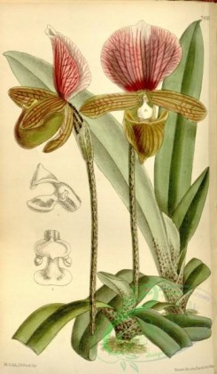 cypripedium-00164 - Paphiopedilum charlesworthii (as Cypripedium charlesworthii) - Curtis' 121 (Ser. 3 no. 51) pl. 7416 (1895)