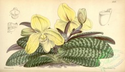 cypripedium-00165 - Paphiopedilum concolor (as Cypripedium concolor ) - Curtis' 91 (Ser. 3 no. 21) pl. 5513 (1865)