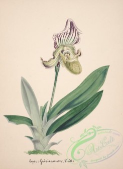 cypripedium-00252 - cypripedium fairieanum