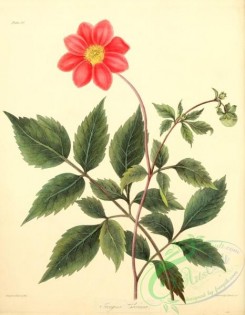 dahlia-00193 - Scarlet flowered Georgina, georgina coccinea