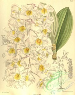 dendrobium-00083 - Dendrobium amabile