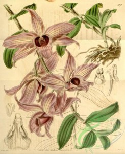 dendrobium-00088 - Dendrobium anosmum