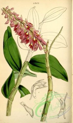 dendrobium-00162 - Dendrobium secundum