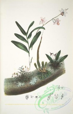 dendrobium-00187 - dendrobium crumenatum, bolbophyllum oculatum, podochilus bicolor