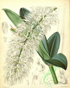 dendrobium-00226 - dendrobium hillii, Mr Hill's Dendrobium
