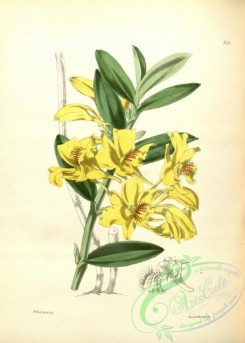 dendrobium-00228 - dendrobium lowii, Mr Low's Dendrobium
