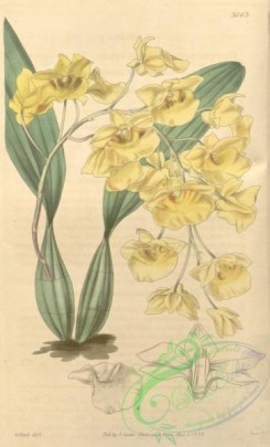 dendrobium-00245 - Dendrobium lindleyi (as Dendrobium aggregatum)