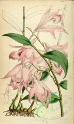 dendrobium-00250 - Dendrobium maccarthiae