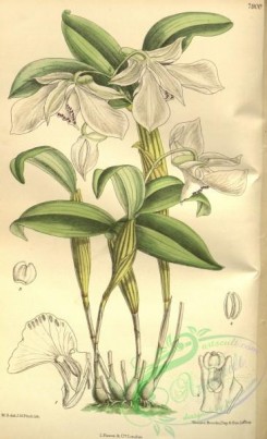 dendrobium-00265 - Dendrobium rhodostictum (as Dendrobium madonnae)