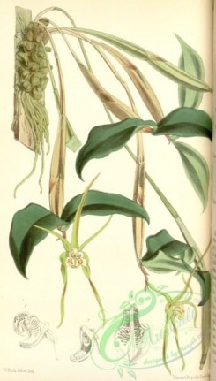 dendrobium-00292 - Dendrobium tetragonum