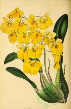 dendrobium-00424 - Aggregate-flowered Dendrobium, dendrobium aggregatum