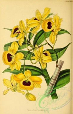 dendrobium-00431 - Paxton's Dendrobium, dendrobium paxtonii