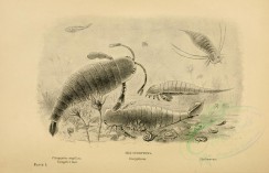 dinosaurs-00046 - SEA-SCORPIONS, Pterygotus anglicus, Eurypterus, Stylonurus [3694x2376]