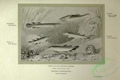 dinosaurs-00134 - black-and-white 006-Fishes of Devonian Period, dipterus valenciennesi, dipterus, glyptoloemus, coccosteus, osteolepis