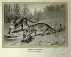 dinosaurs-00170 - black-and-white 042-Patriofelis, Mesonyx