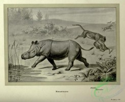 dinosaurs-00176 - black-and-white 048-Metamynodon, dinictis, hyracodon