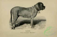 dogs_wolves_foxes-01018 - black-and-white 002-Mastiff Dog