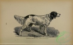 dogs_wolves_foxes-01045 - black-and-white Setter Dog