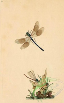 dragonflies-00004 - Neuroptera, libellula