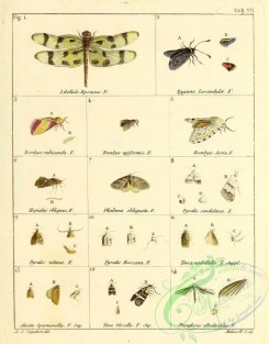 dragonflies-00016 - libellula, zygaena, bombyx, hepialus, phalaena, pyralis, tinea, alucita, tinea, pterophorus