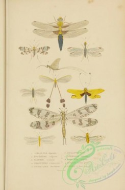 dragonflies-00017 - 028-libellula, ephemera, panorpa, nemoptera, myrmileo, ascalaphus, hemerobius, raphidia, psocus, perla