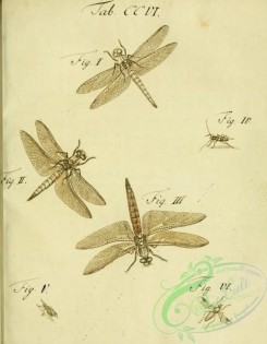 dragonflies-00040 - 002-libellula, leptura, musca