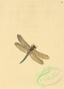 dragonflies-00041 - 449-libellula