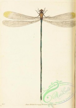 dragonflies-00046 - 001-libellula