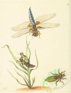dragonflies-00048 - 003-libellula