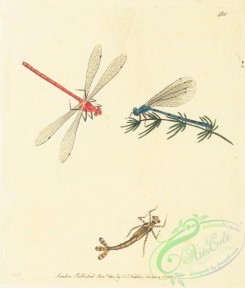 dragonflies-00049 - 004-libellula