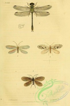 dragonflies-00050 - 007-gomphus, chrysopa, hemerobius