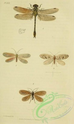 dragonflies-00051 - 007-gomphus, chrysopa, hemerobius