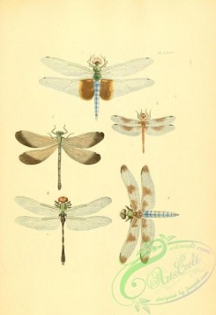 dragonflies-00053 - v1-48-libellula, agrion, cordulegaster