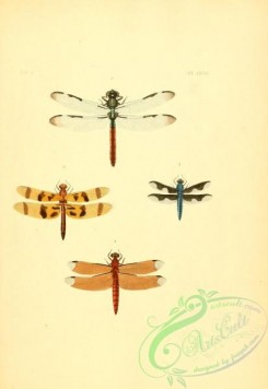 dragonflies-00055 - v2-47-libellula